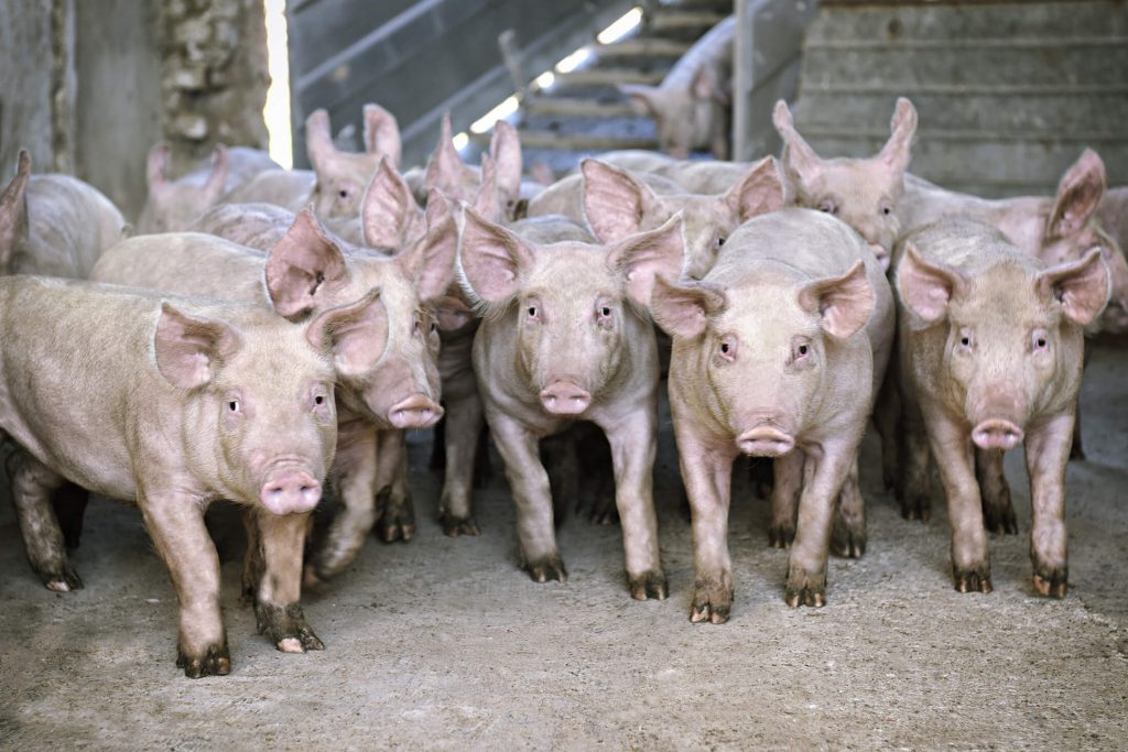 montizzolo prosciutto salami salame qualità bergamo