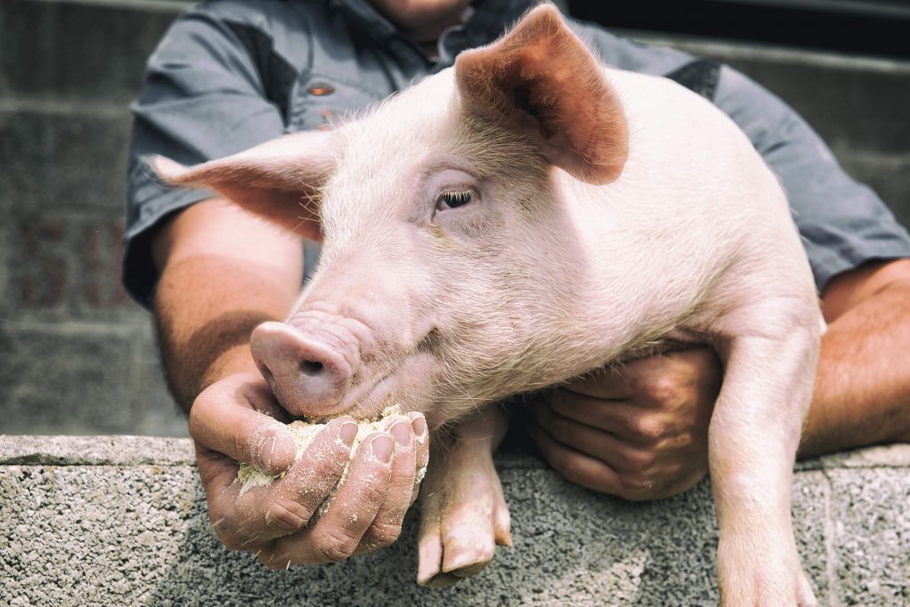 montizzolo prosciutto salami salame provincia di bergamo